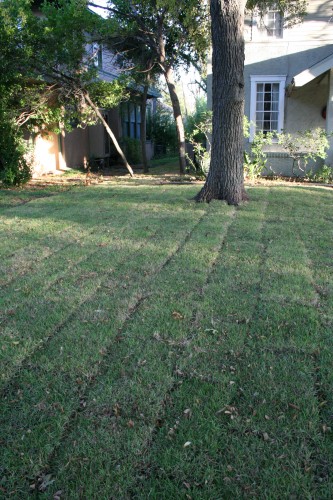 left side of lawn